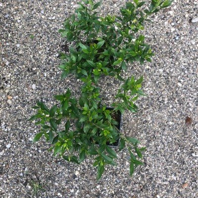 Gardenia Radicans cm. 25/30