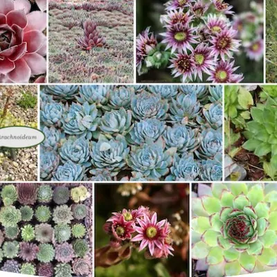 Sempervivum Arachnoideum...