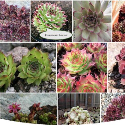 Sempervivum Calcareum...