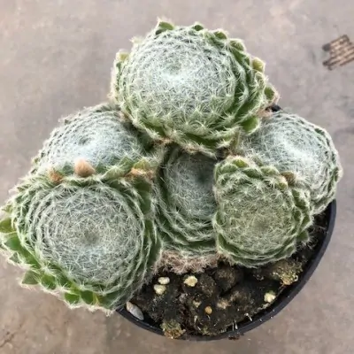 SEMPERVIVUM ARACHNOIDEUM...