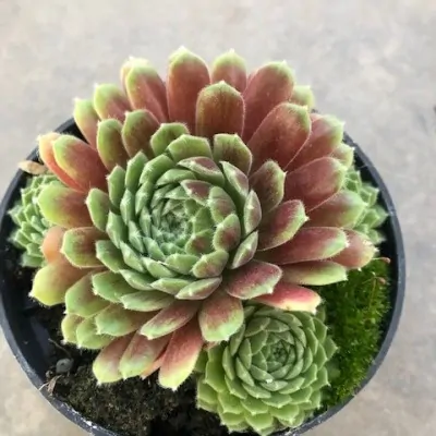 Sempervivum ‘Hopewell’