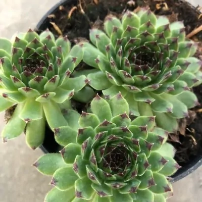 Sempervivum tectorum