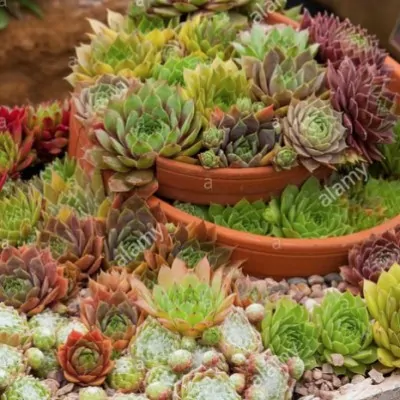 Sempervivum tectorum