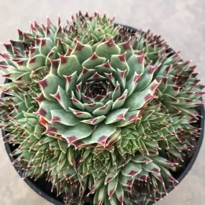 Sempervivum tectorum var....