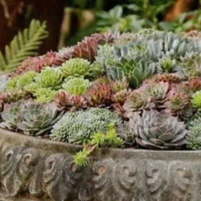 Sempervivum tectorum var....