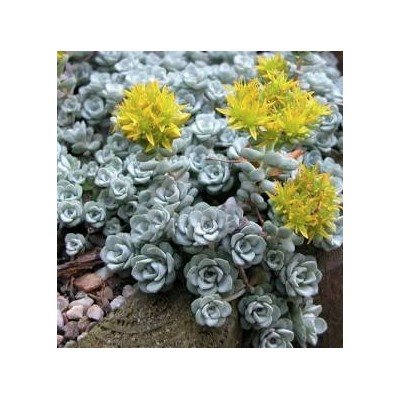 copy of Sedum Hirsutum f....