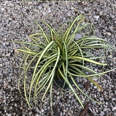 Carex Oshimensis Evergold