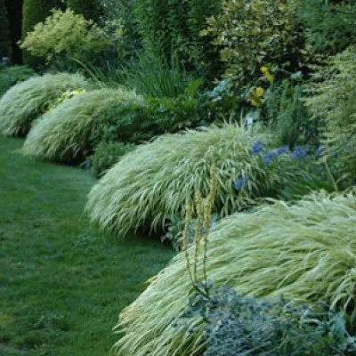 Carex Oshimensis Evergold...