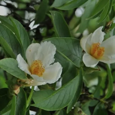 Stewartia pseudocamellia...