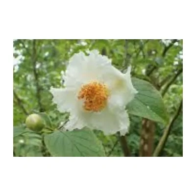 Stewartia pseudocamellia...