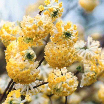 Edgeworthia Chrysantha v.9