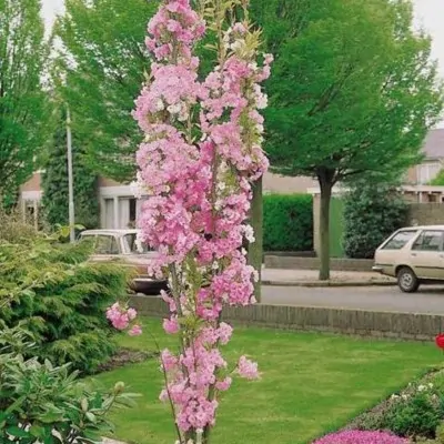 Prunus Amanogawa