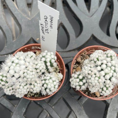 Mammillaria gracilis snow cap