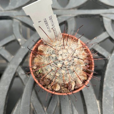 Mammillaria Mediorosei...