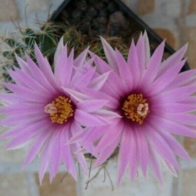 copy of Mammillaria...