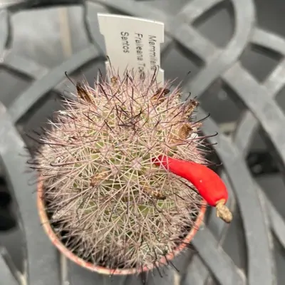 Mammillaria fraileana 