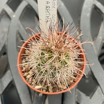 Mammillaria cochemiea maritima