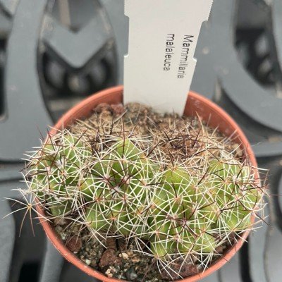 Mammillaria Malaleuca