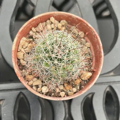 copy of mammillaria...