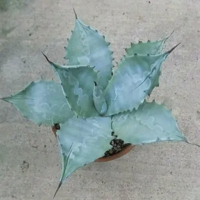 Agave Colorata