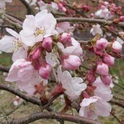 Prunus  INC.MARIE MALLET...