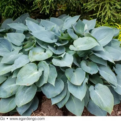 copy of Hosta Halcyon