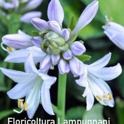 Hosta Halcyon