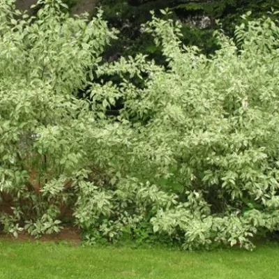 Cornus alba elegantissima v.18