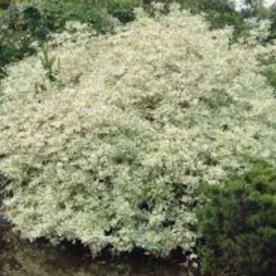 Cornus alba elegantissima v.18