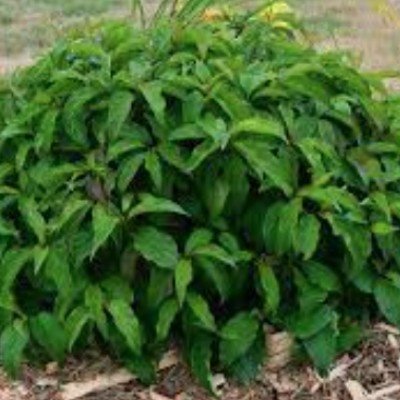 Cornus sericea 'Kelseyi'