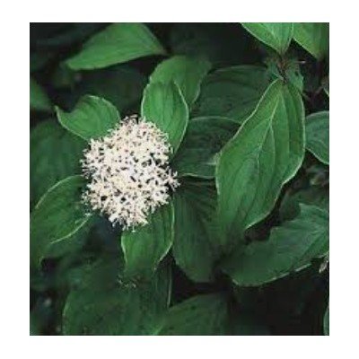 Cornus sericea 'Kelseyi'