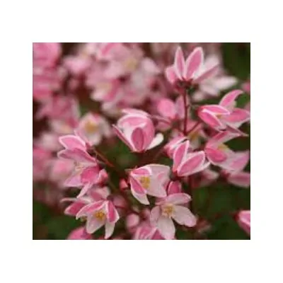 Deutzia 'Yuki Cherry...