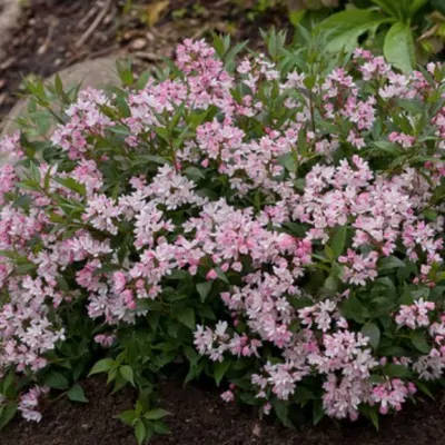 Deutzia 'Yuki Cherry...