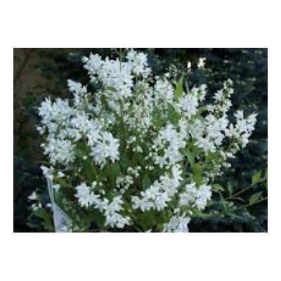 copy of Deutzia 'Yuki...