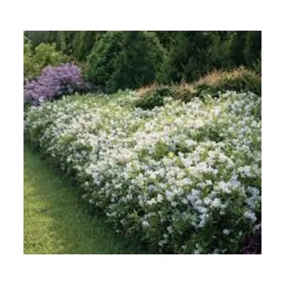 Deutzia 'Yuki Snowflake' ®...