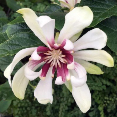 Calycanthus Venus v.9