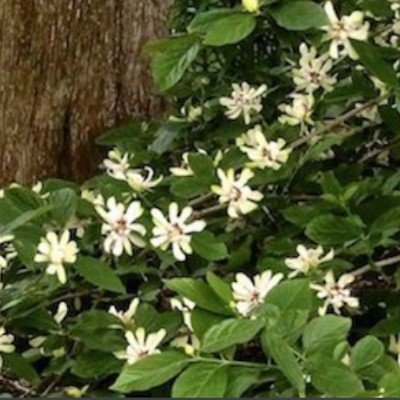 Calycanthus Venus v.9