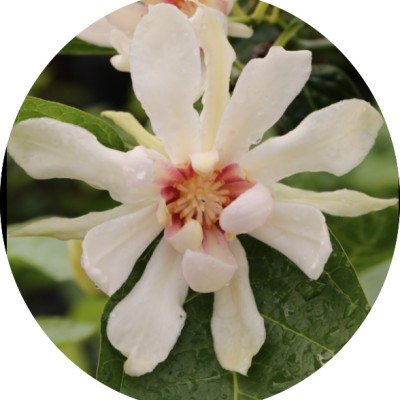 Calycanthus Venus v.9