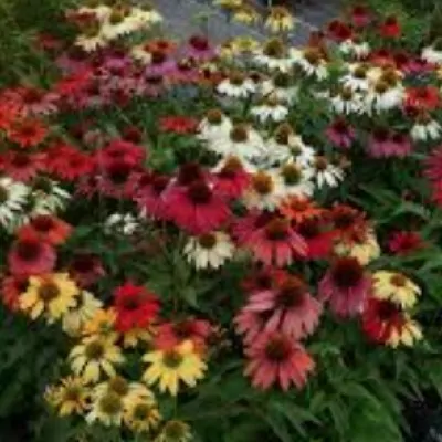 Echinacea Purpurea Sunrise (r)