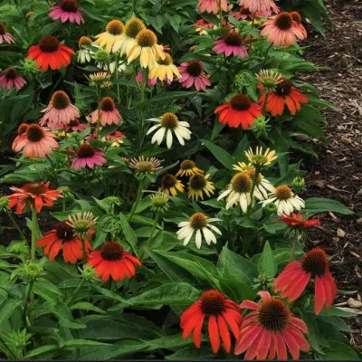 Echinacea Purpurea Sunrise (r)