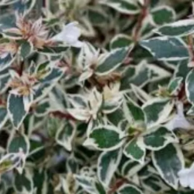 Abelia x grandiflora Magic...