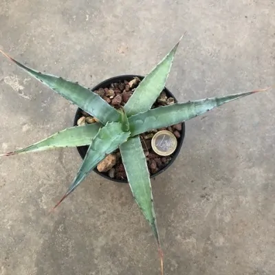 Agave Macrocumulis Carneros...