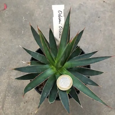 Agave Ocahui Ocahui cm....