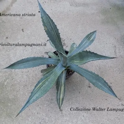 Agave americana cv. striata...