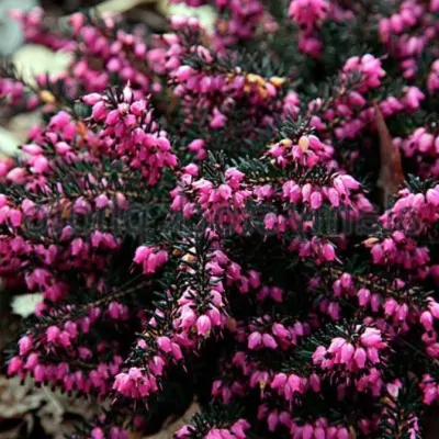 Erica darleyensis Kramer’s...