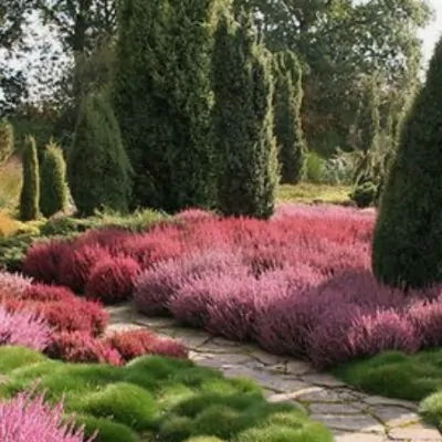 Erica darleyensis Kramer’s...