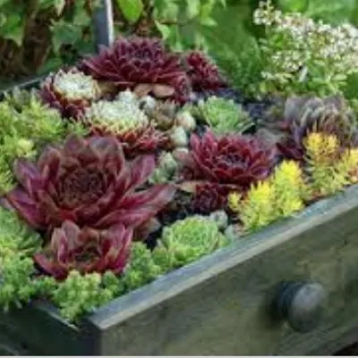 Sempervivum ciliosum var....