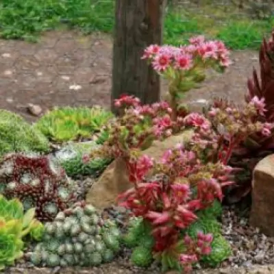 Sempervivum ciliosum var....