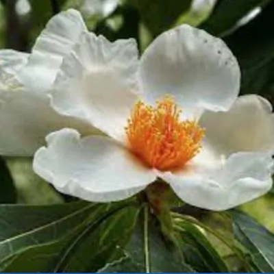 Franklinia alatamaha cm....