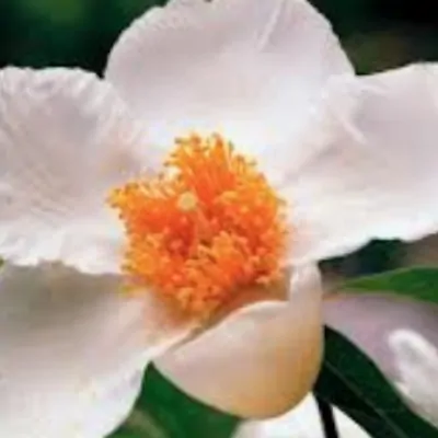 Franklinia alatamaha